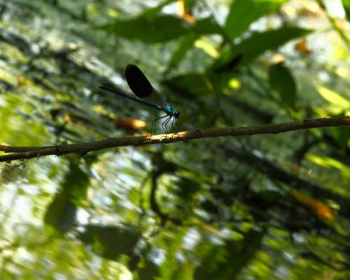 Malý Dunaj - Fotogaléria