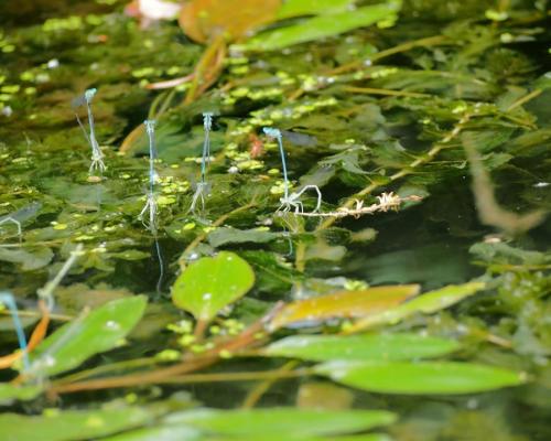 Malý Dunaj - Fotogaléria
