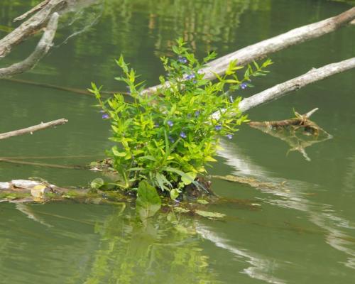 Malý Dunaj - Fotogaléria