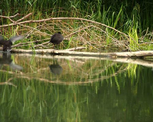 Malý Dunaj - Fotogaléria