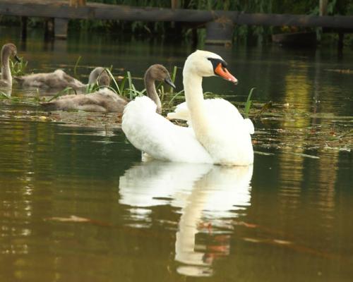 Malý Dunaj - Fotogaléria