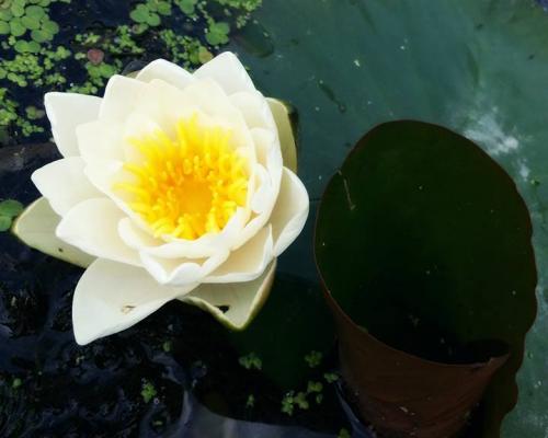 Malý Dunaj - Fotogaléria