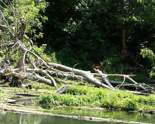 Malý Dunaj - Fotogaléria