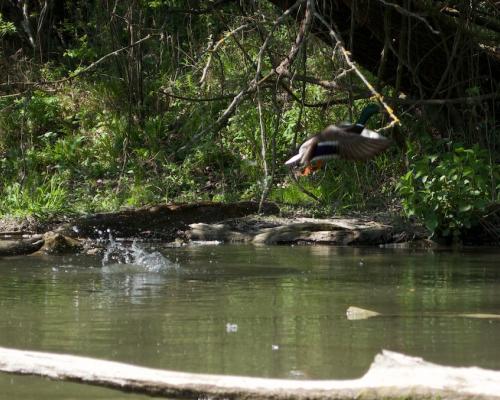 Malý Dunaj - Fotogaléria