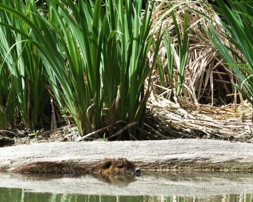 Malý Dunaj - Fotogaléria