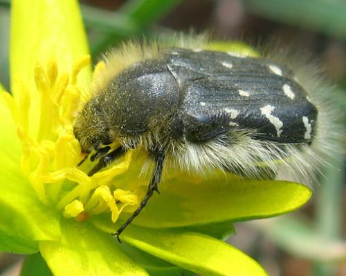Chlpáčik obyčajný