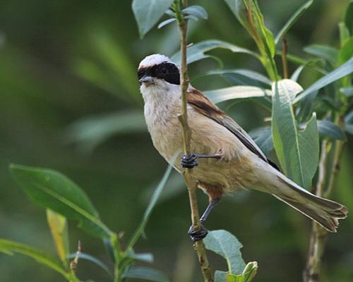 Kúdeľníčka lužná